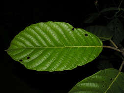 Image of Ficus brevibracteata Burger