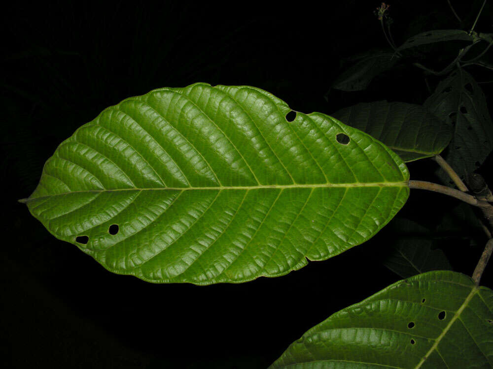 Image of Ficus brevibracteata Burger