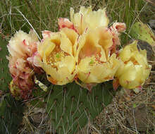 Image of Brownspine Pricklypear