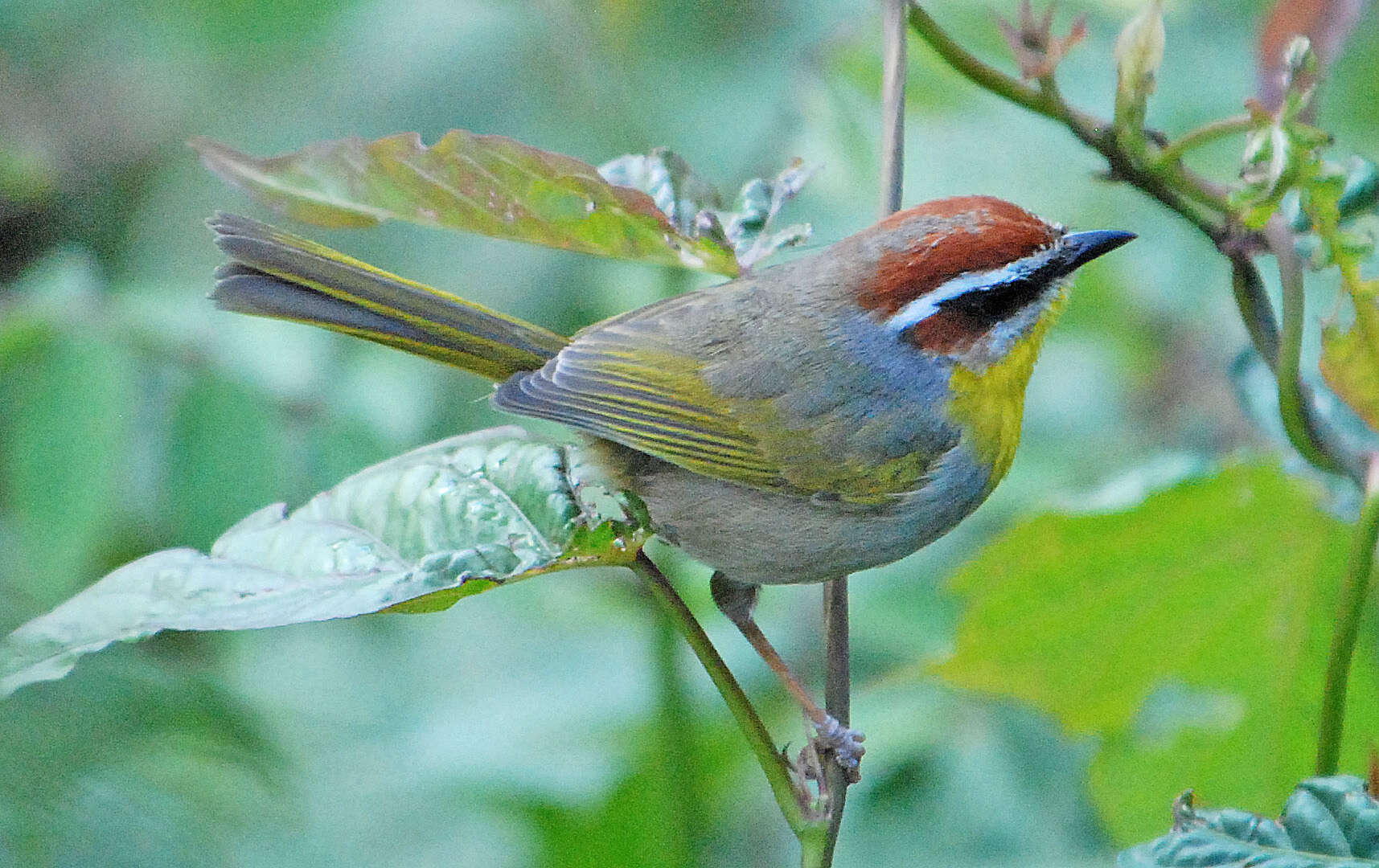 Image of Basileuterus Cabanis 1849