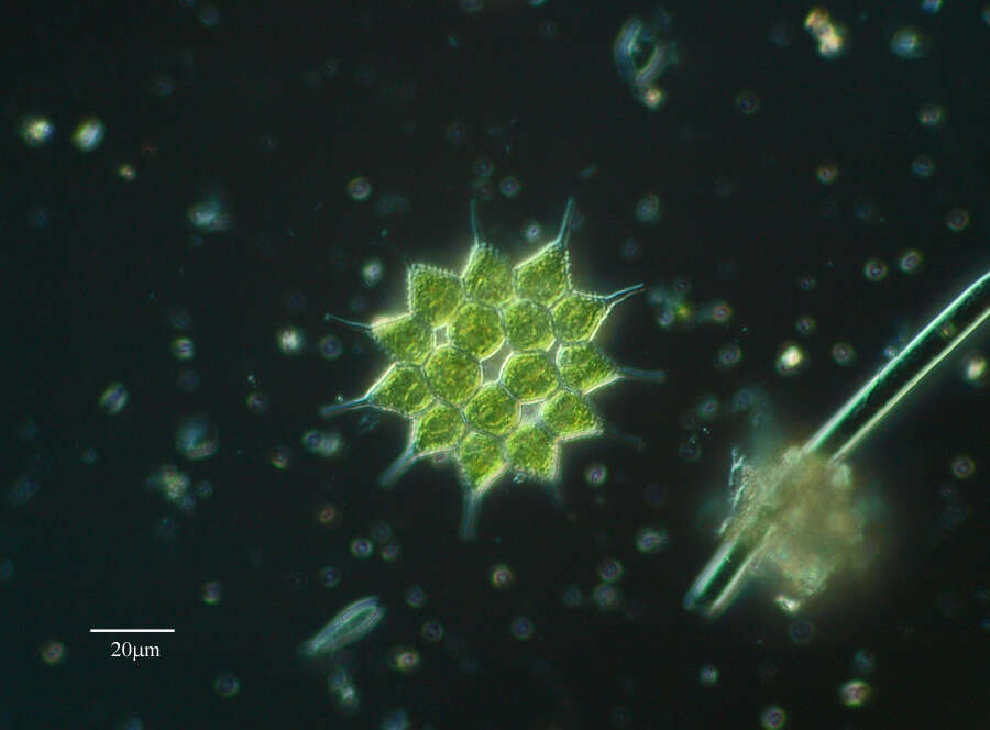 Image of Pediastrum