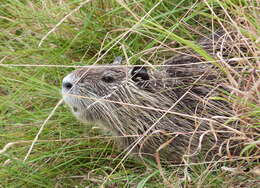 Image of American spiny rats