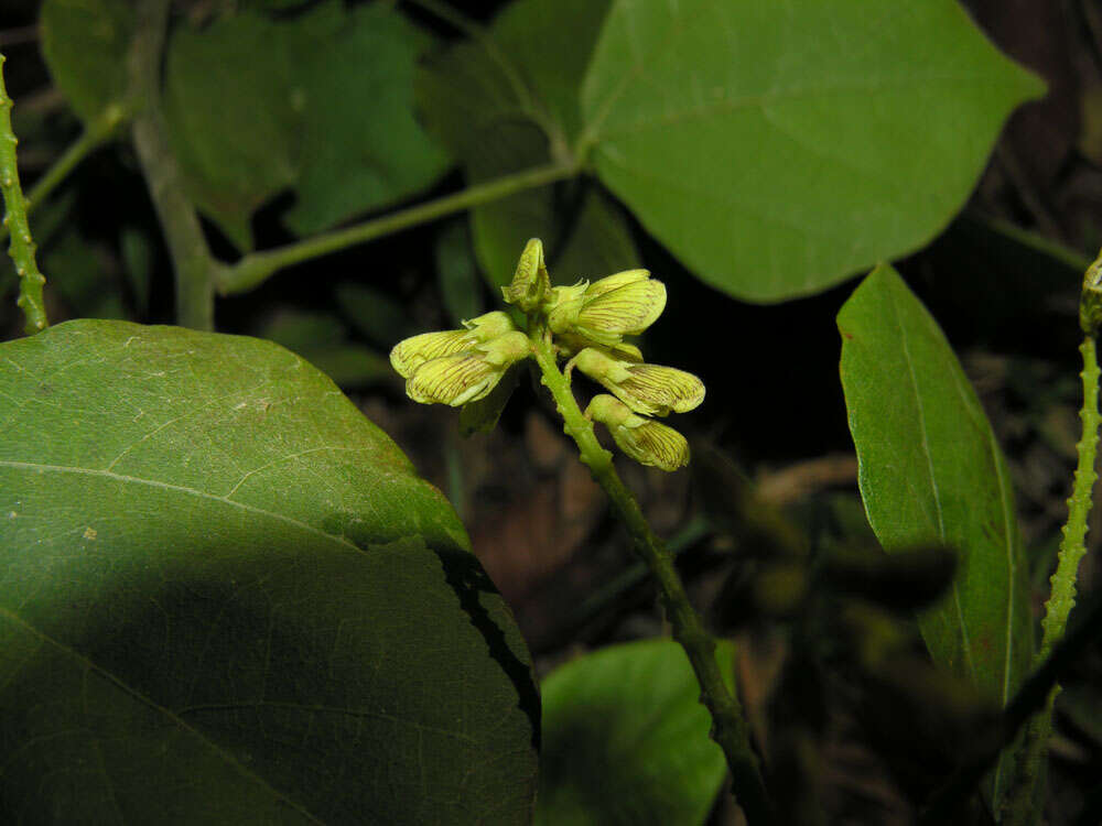 Image of Rhynchosia erythrinoides Schltdl. & Cham.