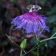 Sivun Passiflora cincinnata Mast. kuva