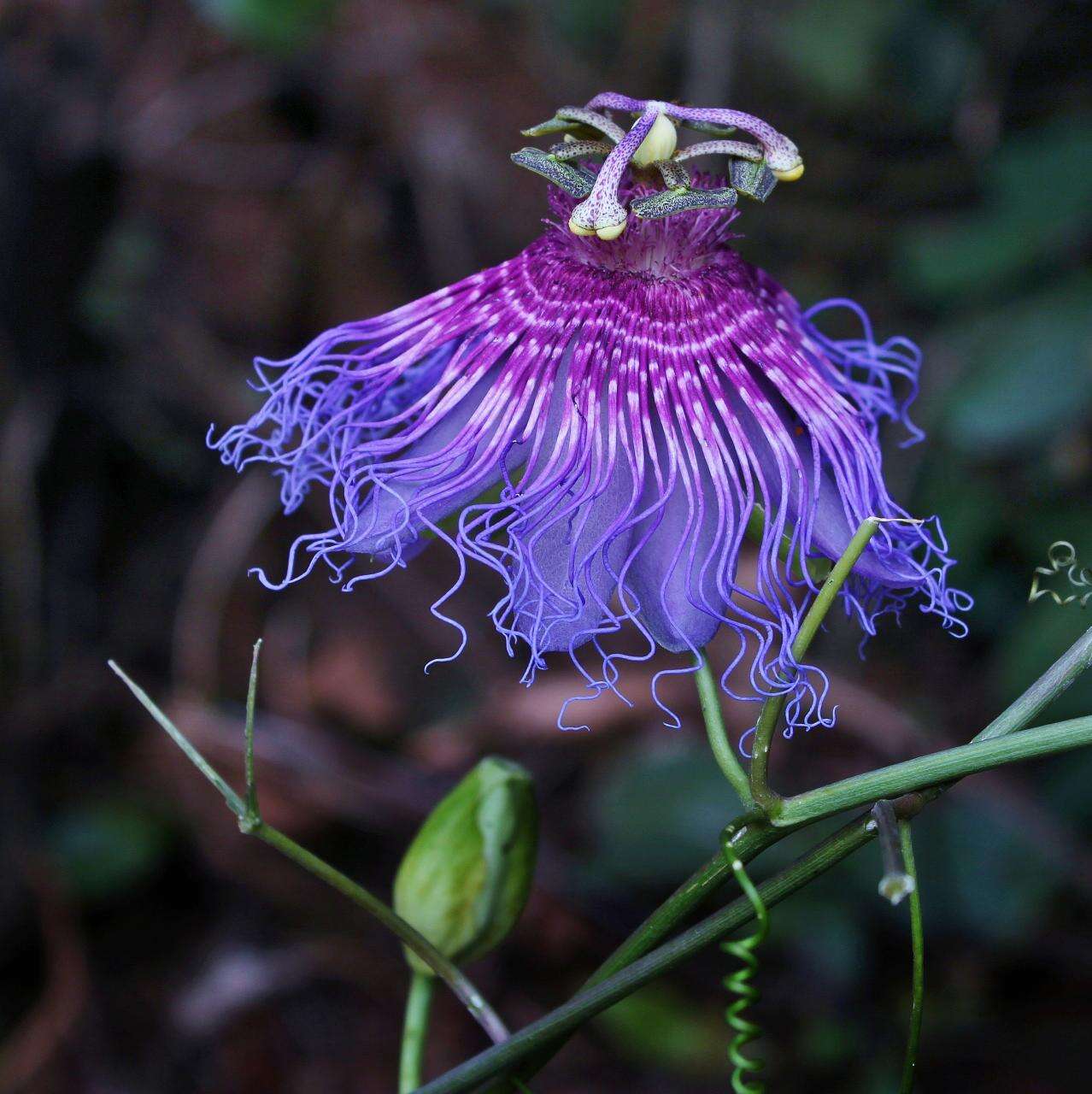 Sivun Passiflora cincinnata Mast. kuva