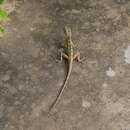 Image of Calotes versicolor versicolor (Daudin 1802)