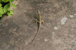 Image of Changeable lizard