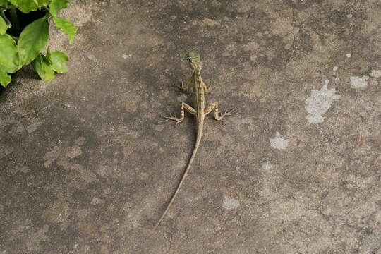 Image of Calotes versicolor versicolor (Daudin 1802)