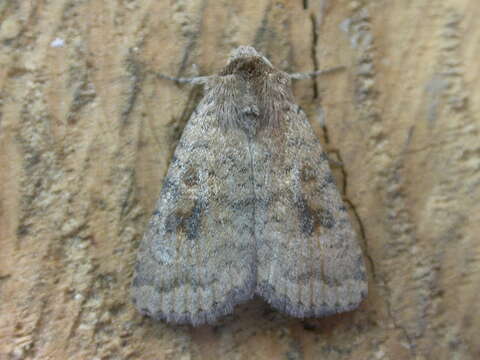 Image of The Mottled Rustic, Brungult Lövfly