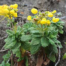 Imagem de Calceolaria integrifolia Murr.