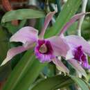 Image of Laelia tenebrosa × Laelia purpurata