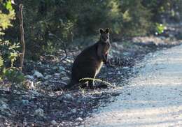 Image of Macropodidae