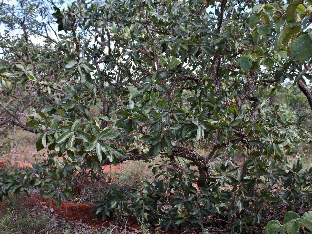 Слика од Pouteria ramiflora (Mart.) Radlk.