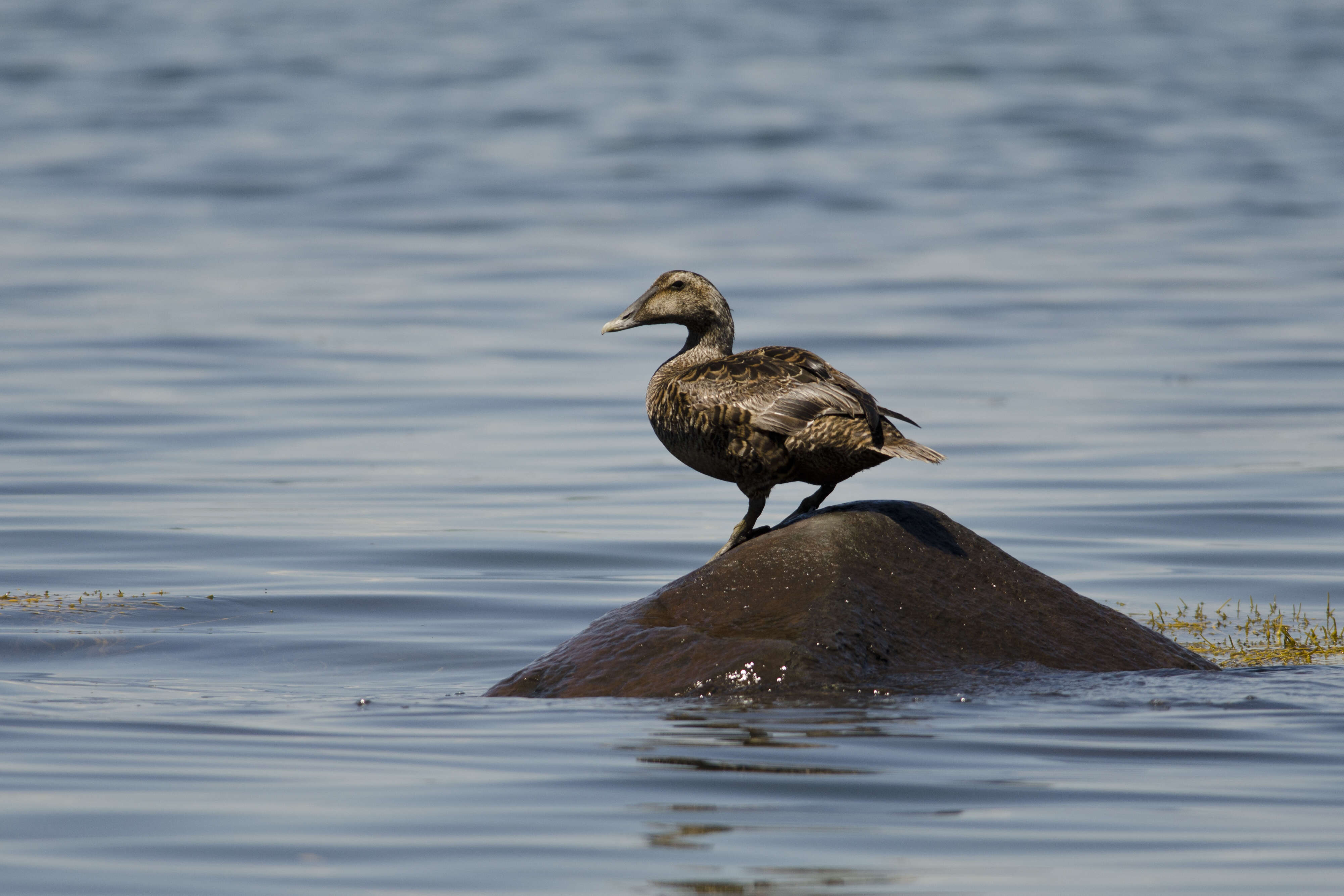 Image of Eider