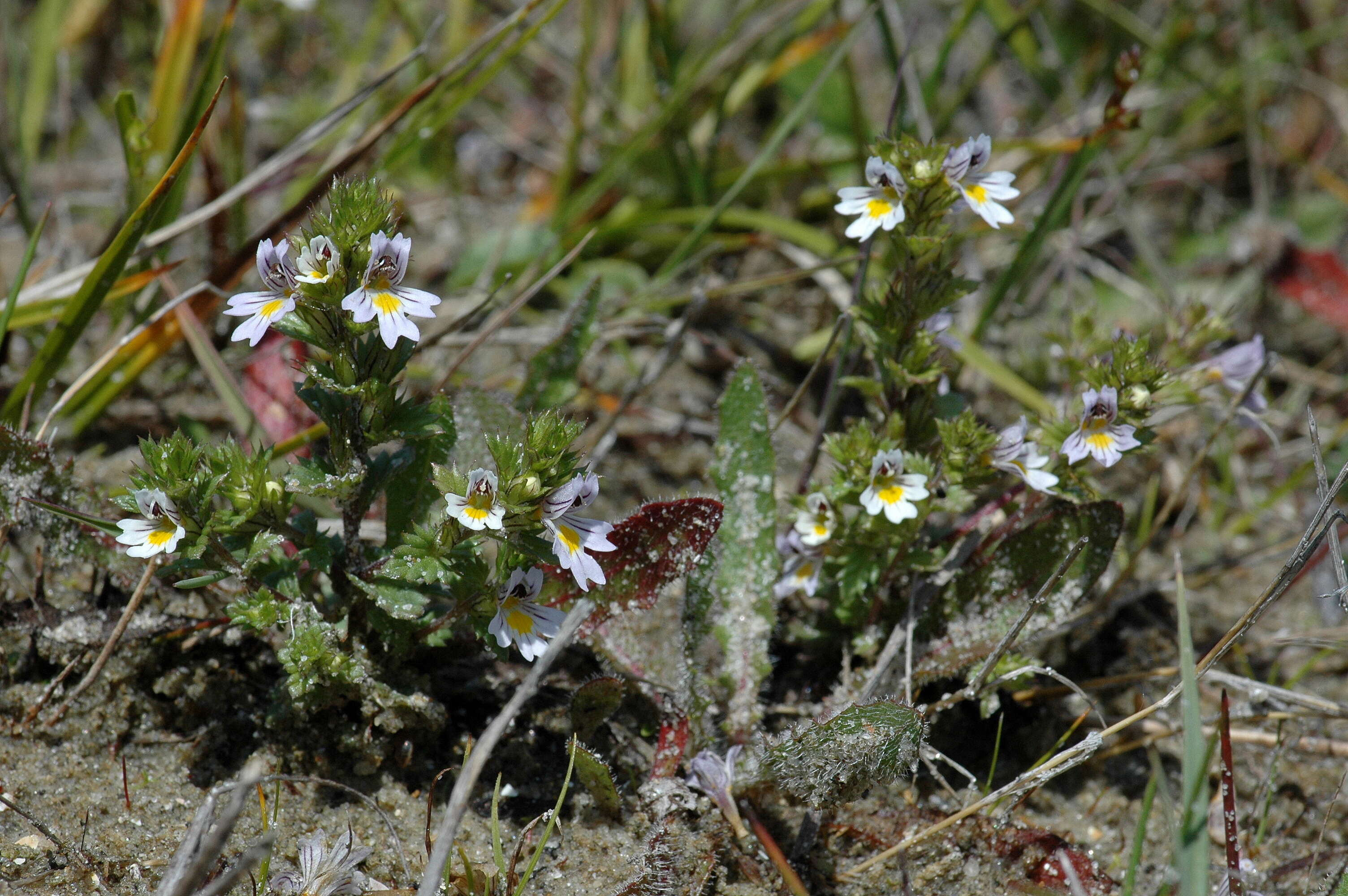 Imagem de Euphrasia stricta D. Wolff ex J. F. Lehm.