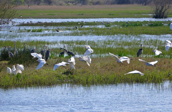 Image of Grey Heron