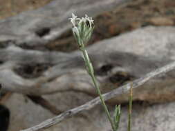 Image of Great Basin woollystar