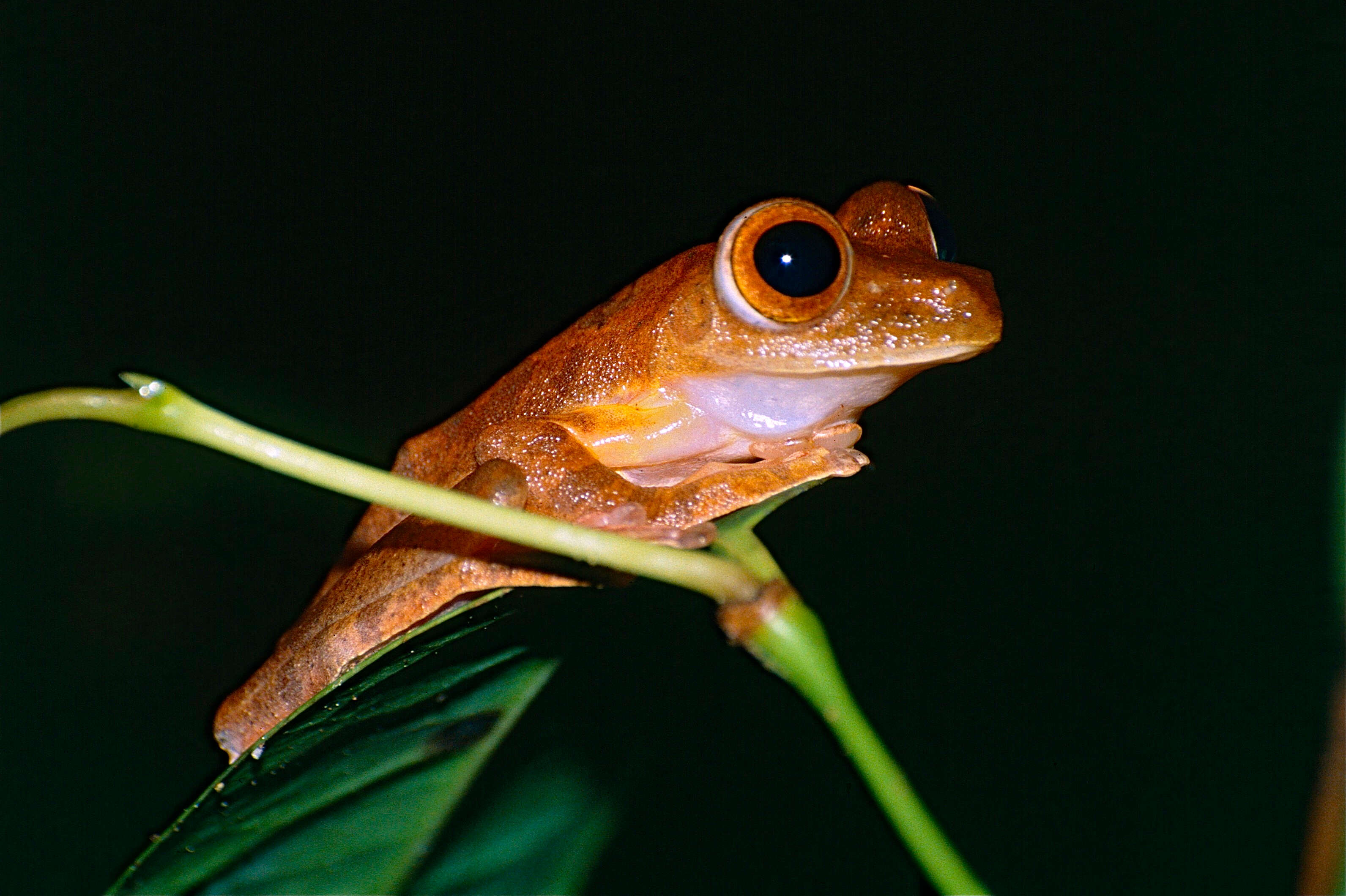 Image of Harlequin Tree Frog