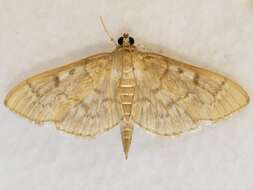 Image de Herpetogramma aeglealis Walker 1859