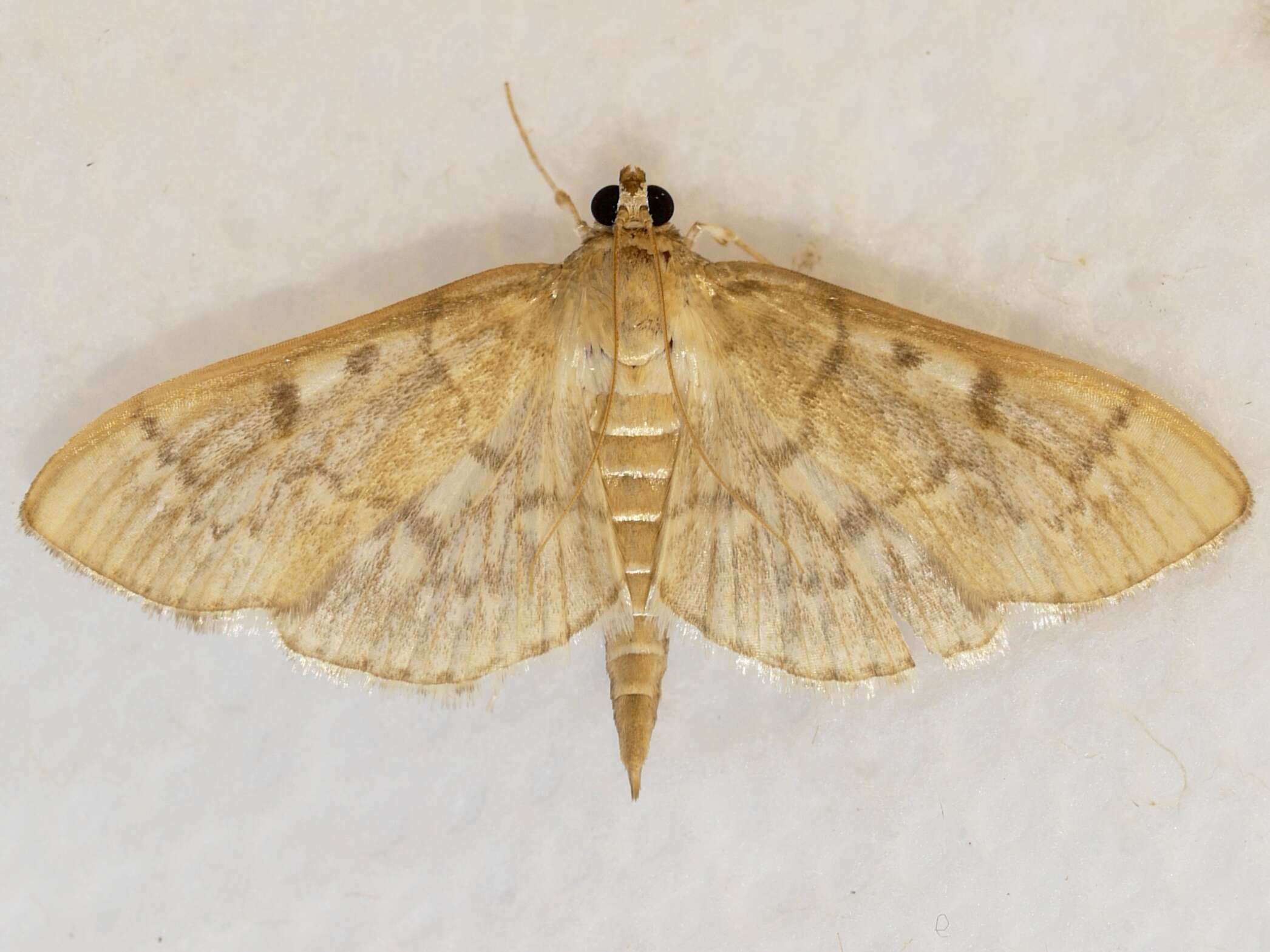 Image de Herpetogramma aeglealis Walker 1859