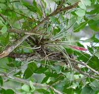 Image of Tillandsia schiedeana Steud.