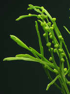 Image of Whisk Ferns