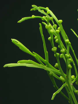 Image of Whisk Ferns