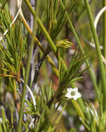 Image of Dracophyllum pronum W. R. B. Oliver