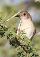 Image of Camaroptera Sundevall 1850