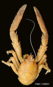 Image of red stripe squat lobster