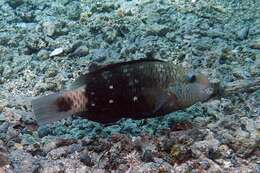 Image of Pacific bullethead parrotfish