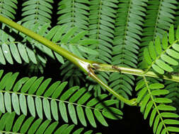 Image of Allen acacia