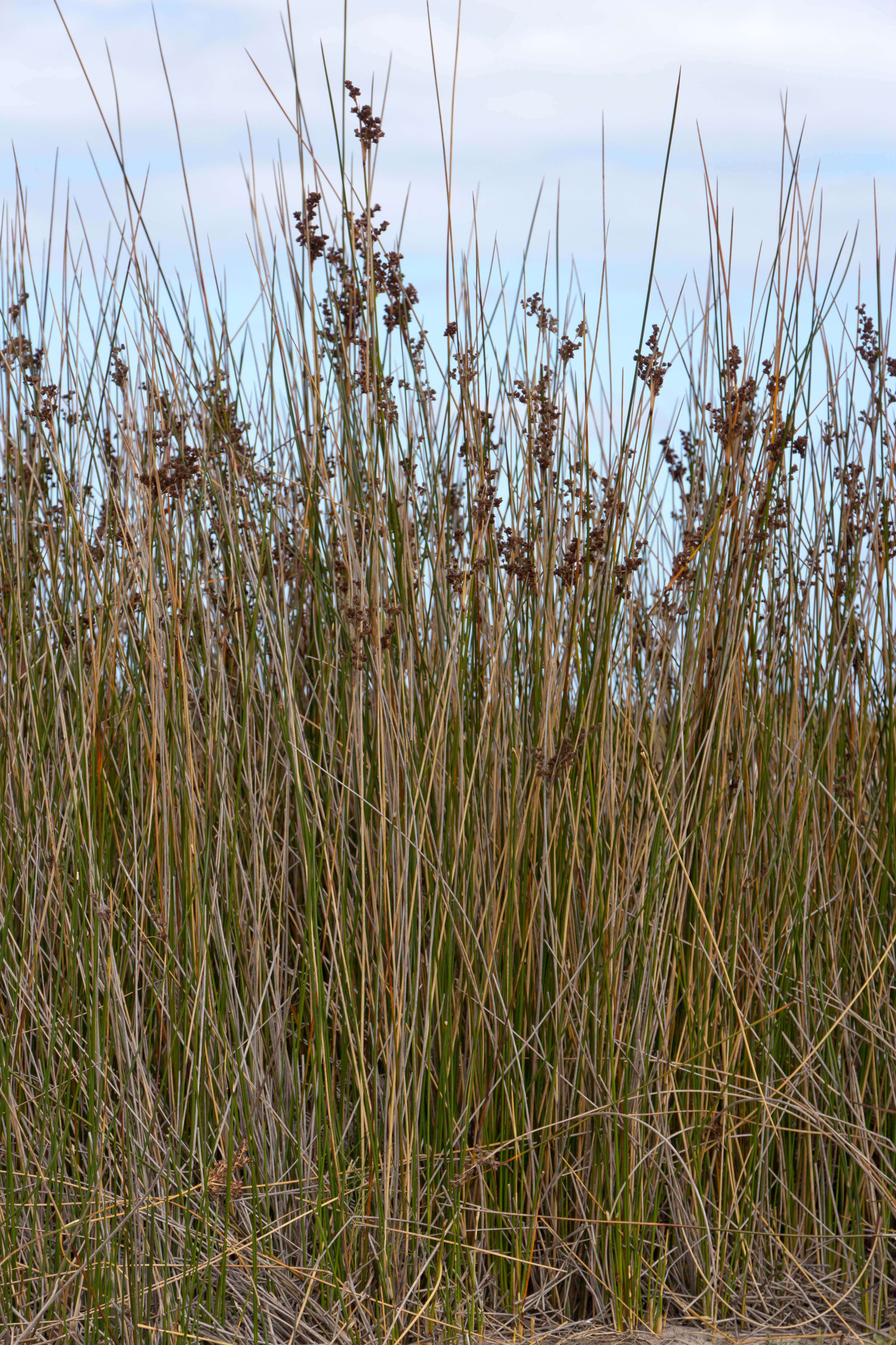 Juncus kraussii Hochst.的圖片