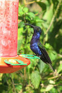 Image of Sabrewing