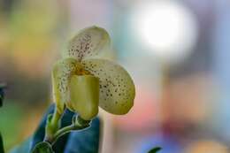 Image of One colored Paphiopedilum