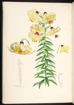 Image of Lilium monadelphum M. Bieb.