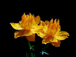 Image of Trollius hondoensis Nakai