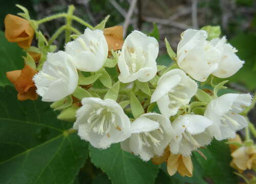 Image of Dombeya