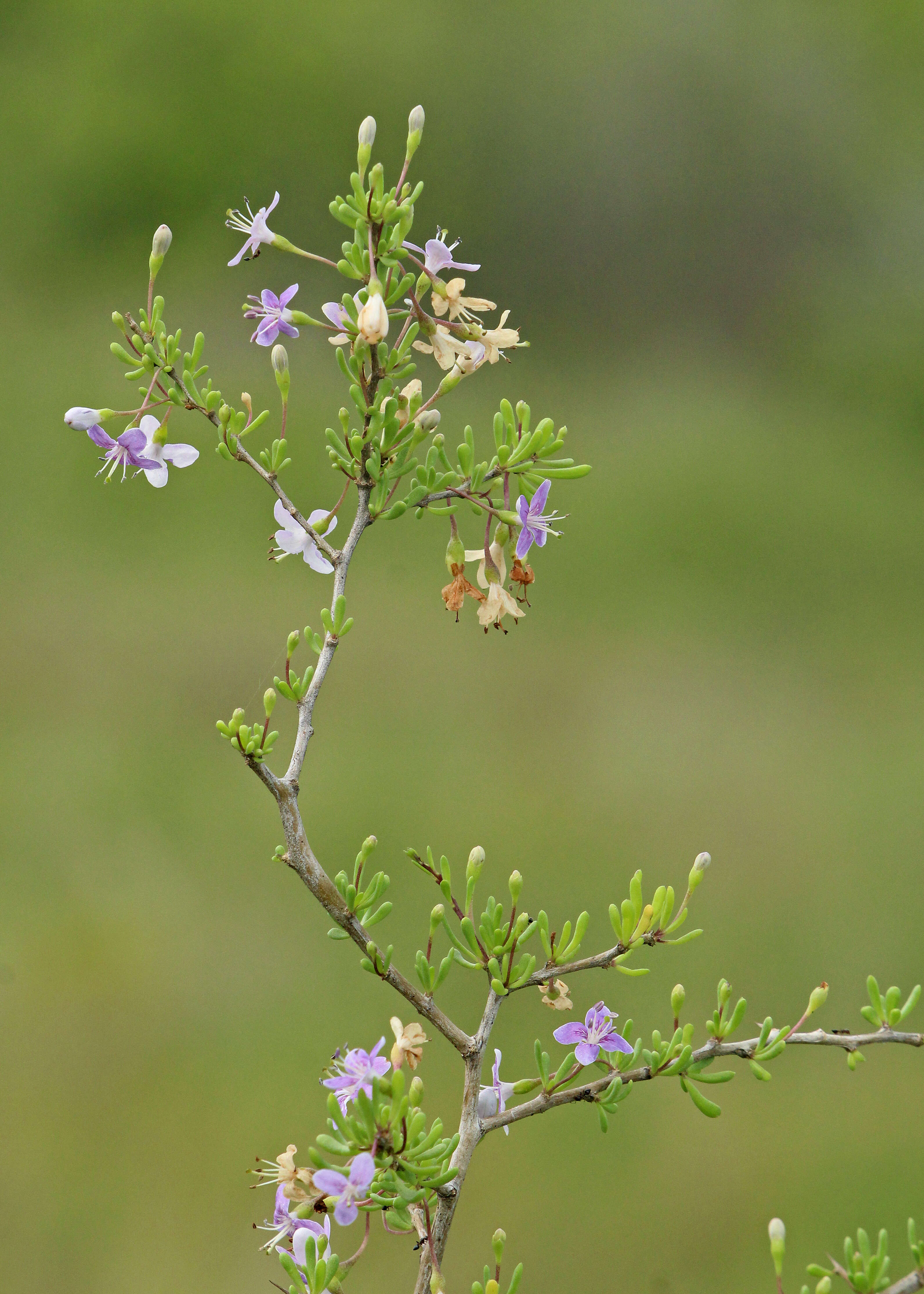 Image of Carolina desert-thorn