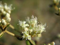 Imagem de Eriogonum tomentosum Michx.