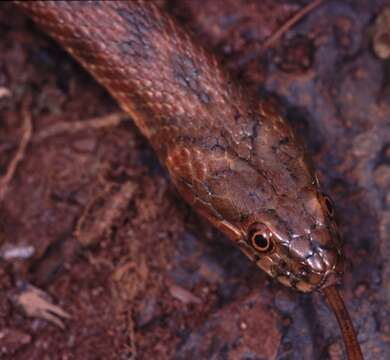 Image of Viperine Snake