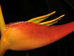 Plancia ëd Heliconia latispatha Benth.