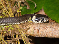 Image of Grass snakes