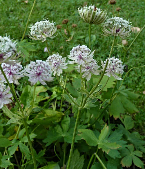 Astrantia resmi