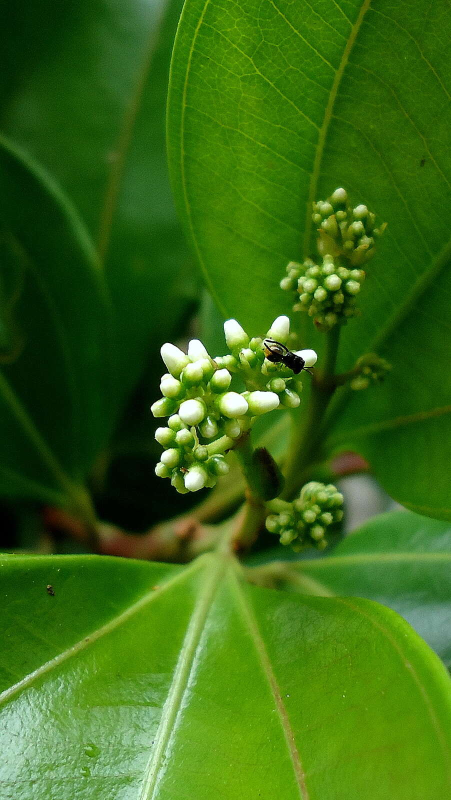 Miconia cinnamomifolia (DC.) Naud.的圖片