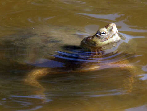 Image of Spanish pond turtle