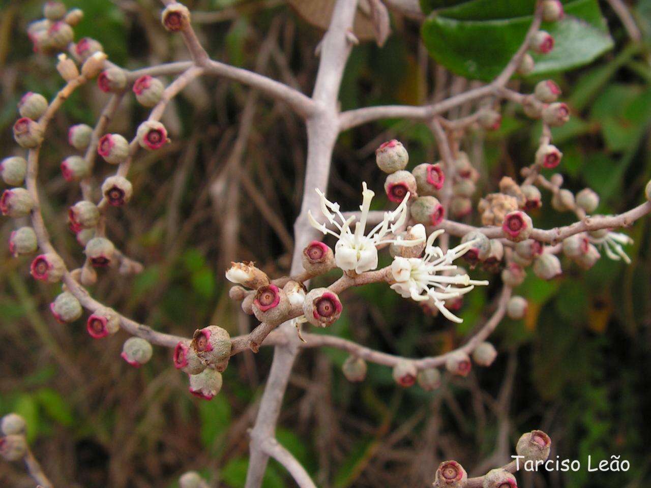 Image of Miconia albicans (Sw.) Steud.