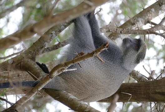 Слика од Cercopithecus mitis albogularis (Sykes 1831)