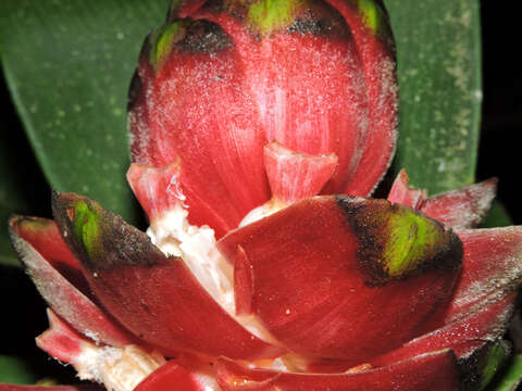 Image of Costus laevis Ruiz & Pav.