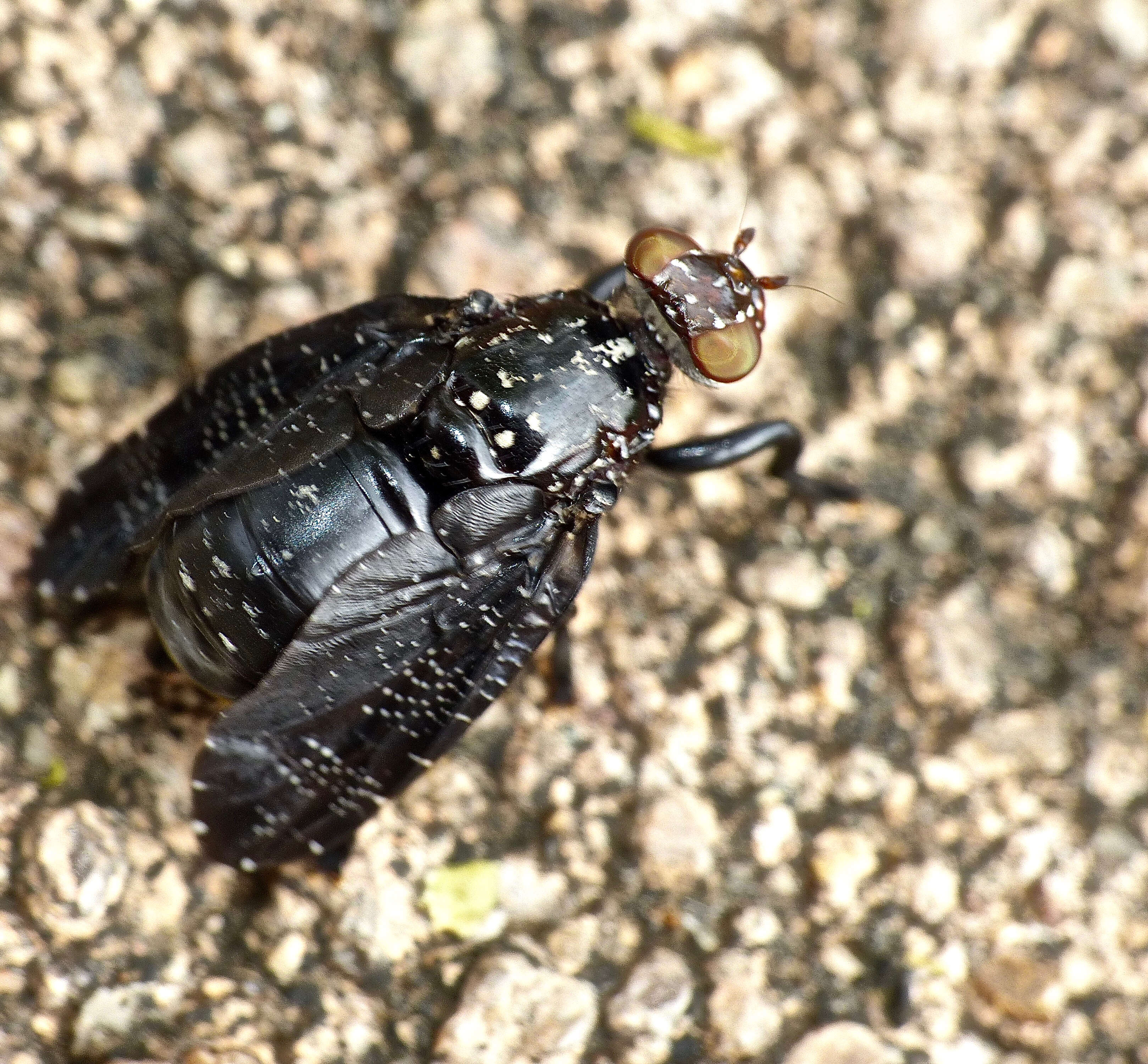 Image of Palpomya asphaltina (Wiedemann 1824)